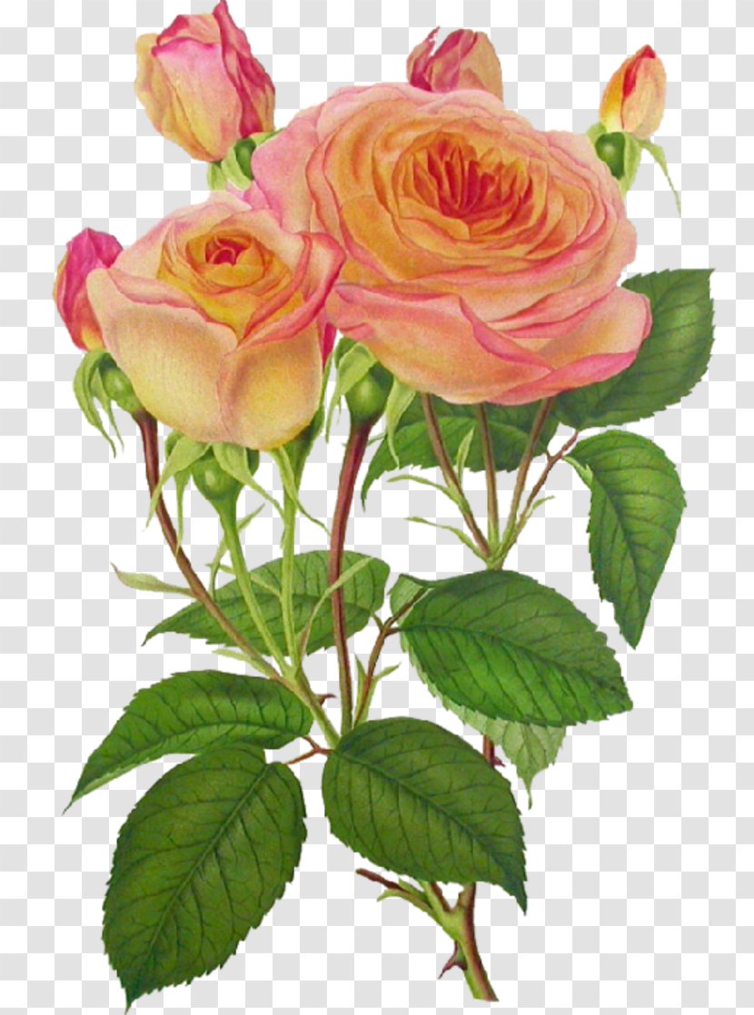 Mother's Day Greeting & Note Cards Holiday Illustration Ansichtkaart - Garden Roses - Mothers Transparent PNG