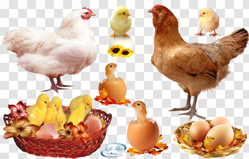 Rooster Roast Chicken Egg Hen - Little Yellow Transparent PNG