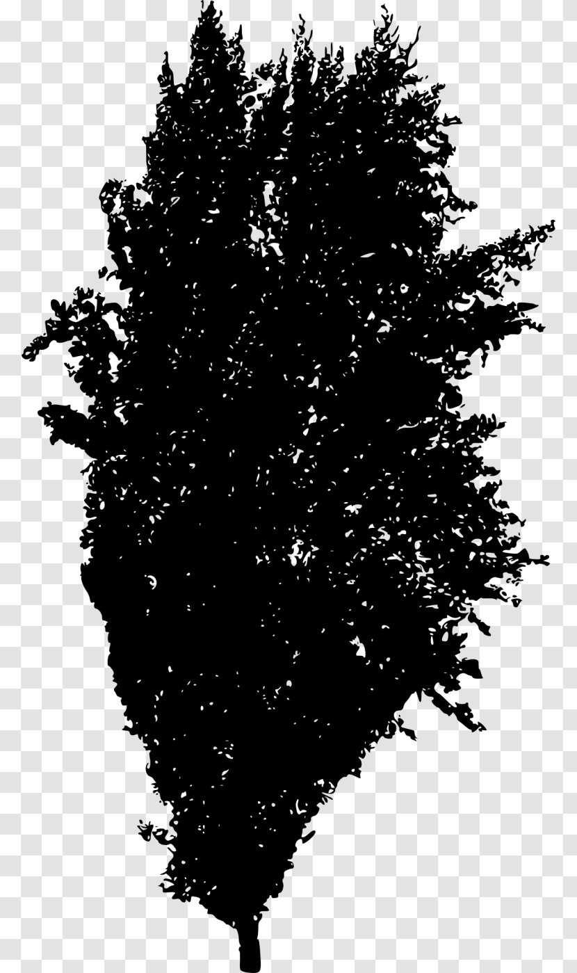 Tree Silhouette Spruce Woody Plant Fir Transparent PNG