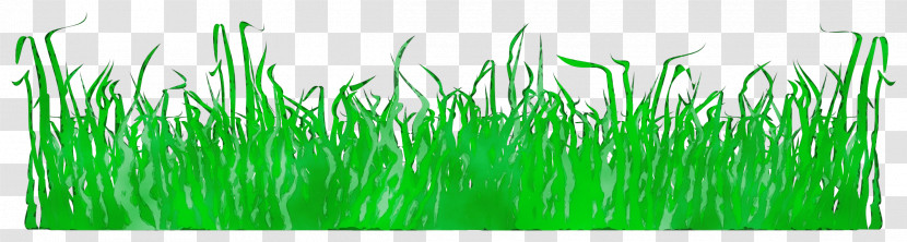 Green Grass Grass Family Plant Transparent PNG