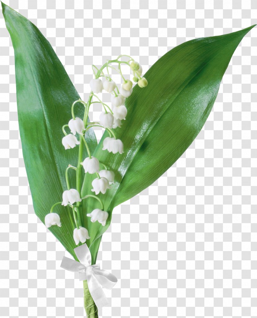 Lily Of The Valley Flower Drawing Transparent PNG