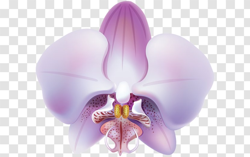 Orchids Purple Flower Clip Art - Lilac Transparent PNG