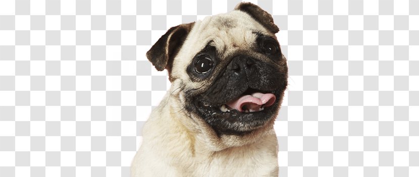 Pug Bulldog Puppy Desktop Wallpaper Dog Breed - Collar Transparent PNG