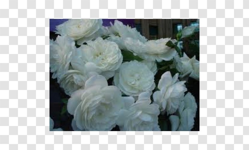 Cabbage Rose Garden Roses Floribunda Floral Design Cut Flowers - Petal - Flower Transparent PNG