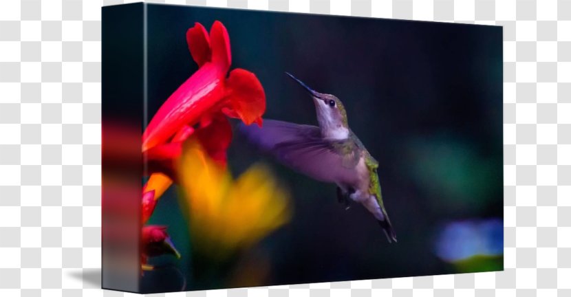 Hummingbird M Beak - Organism - Ruby-throated Transparent PNG