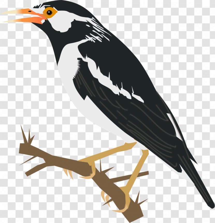Common Starling Bird Asian Koel Heron Clip Art - Fauna - Illustration Transparent PNG
