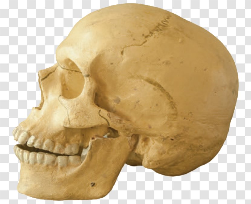 Tautavel Man Skull Jaw Homo Sapiens Human Tooth - Skeleton Transparent PNG