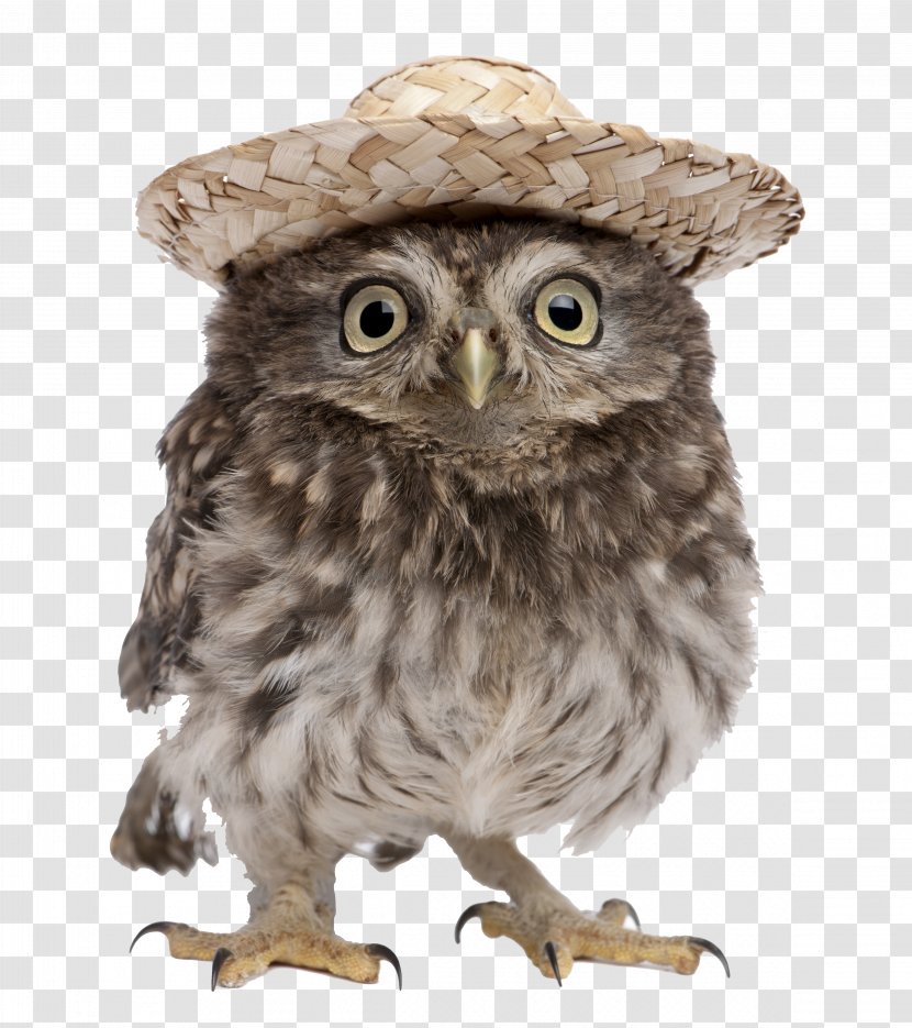 Hat Owl - Stock Photography - Witch Transparent PNG