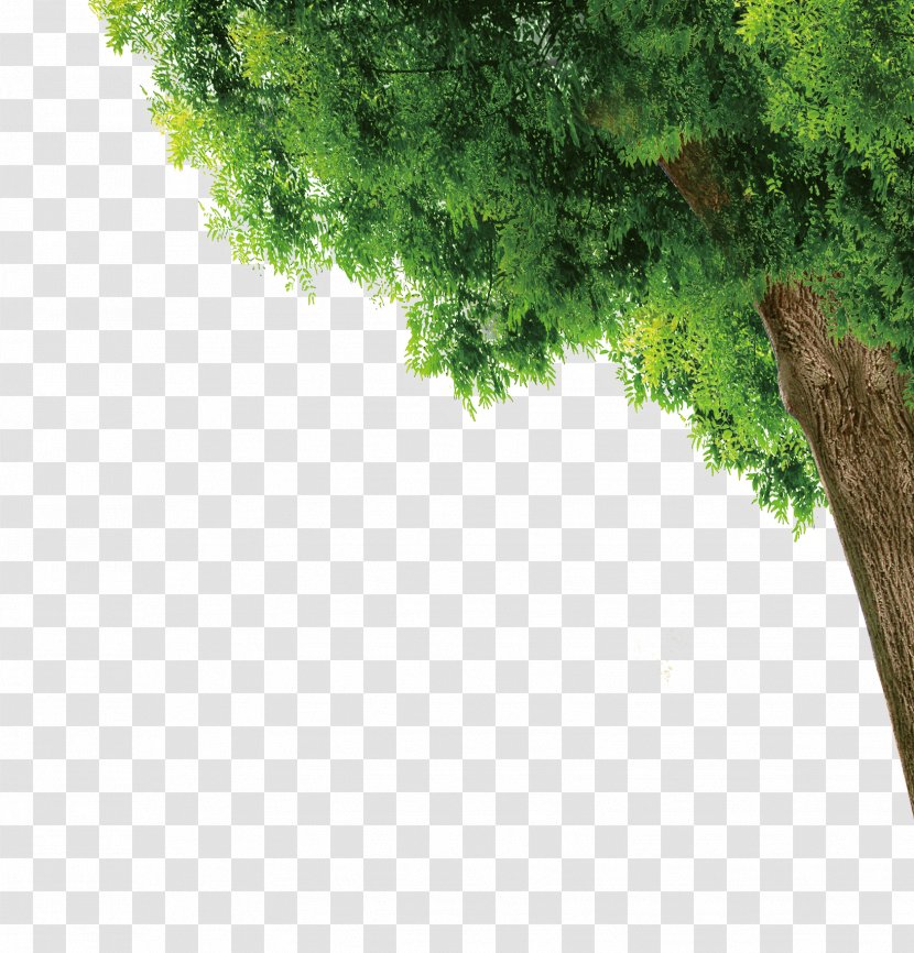 Trees - Poster - Alumni Association Transparent PNG