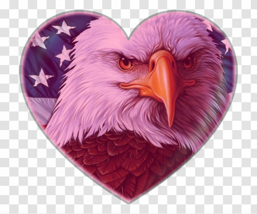 Fourth Of July Background - Bird Prey - Feather Falconiformes Transparent PNG