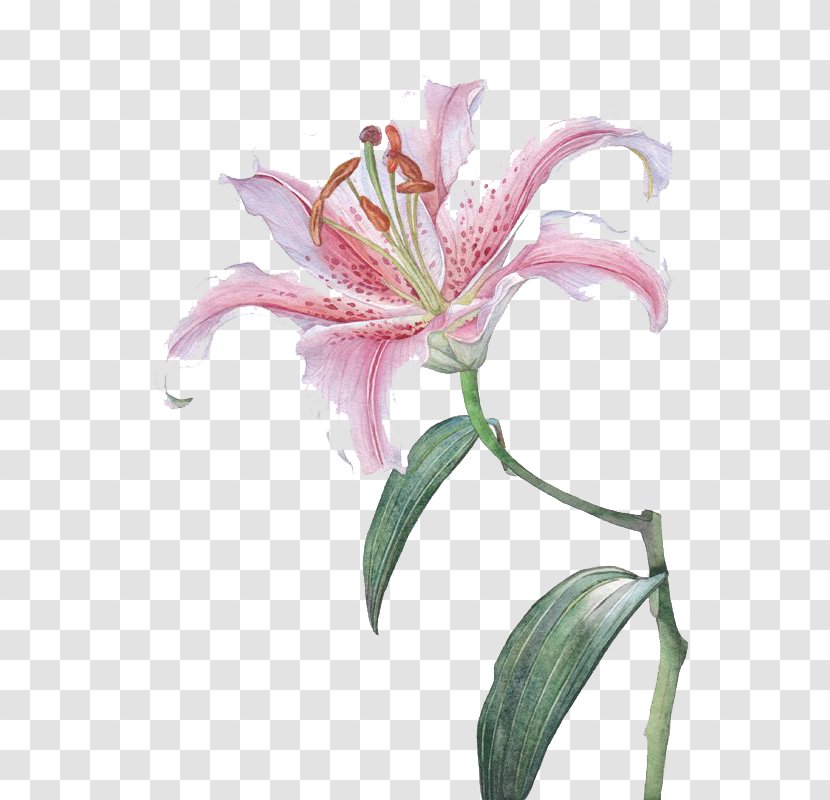 Flower Lilium Euclidean Vector - Flowering Plant - Pink Lily Transparent PNG