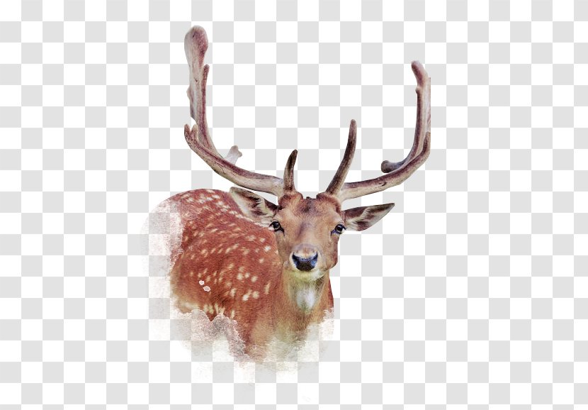 Deer Elk - Fauna Transparent PNG