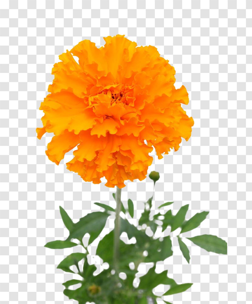 Mexican Marigold Flower Stock Photography U30d5u30a9u30c8u30e9u30a4u30d6u30e9u30eau30fc - Plant - Yellow Transparent PNG