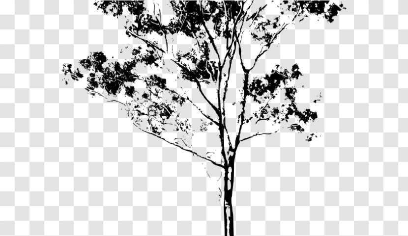 Tree Trunk Drawing - Line Art - Birch Family Plane Transparent PNG