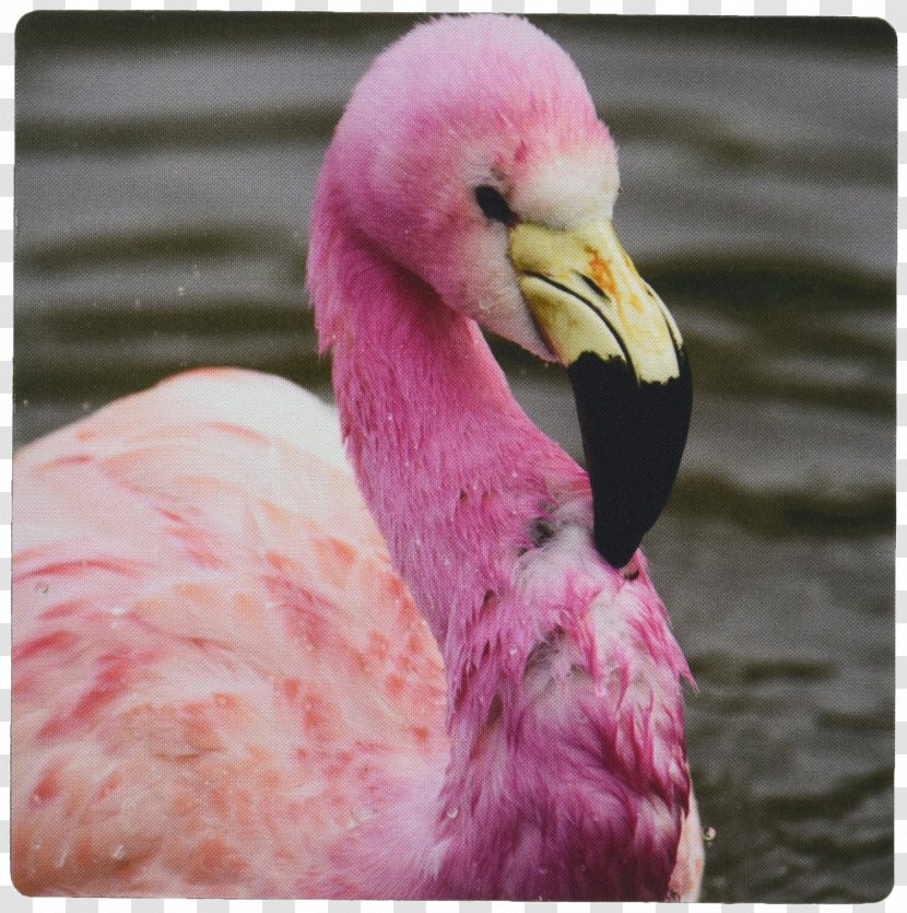 Mauritius England Bird Andean Flamingo Parakeet - Africa - Animal Mouse Pad Transparent PNG