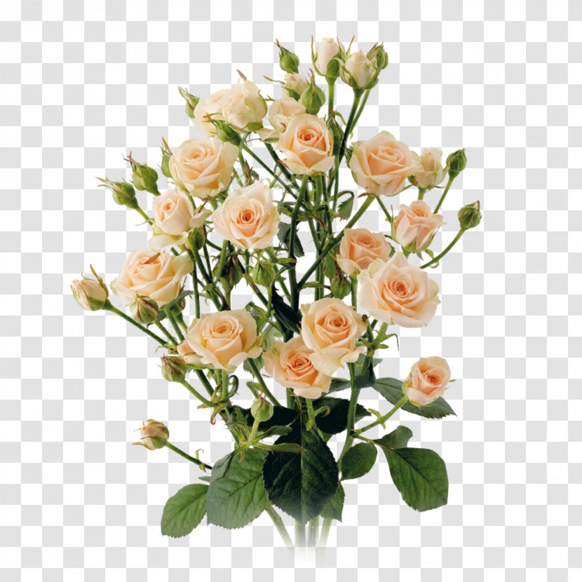 Garden Roses Cabbage Rose Cut Flowers Floral Design - Order - Flower Transparent PNG