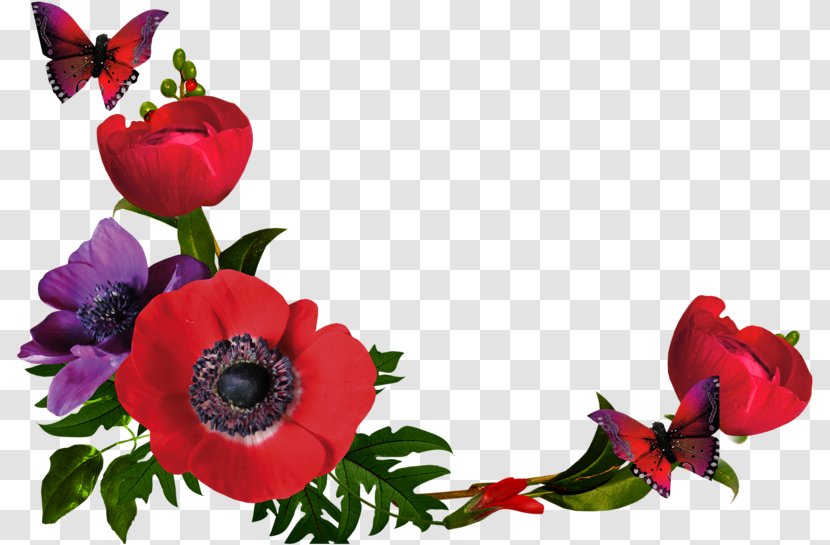 Flowers Background - Anemone - Poppy Family Coquelicot Transparent PNG