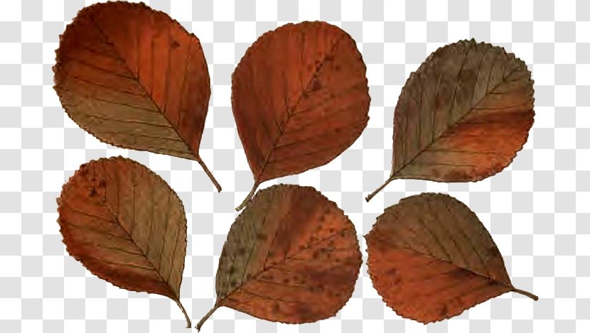 Leaf Follaje Wreath Israeli Pruta Prutah - Resource - Grupo Transparent PNG