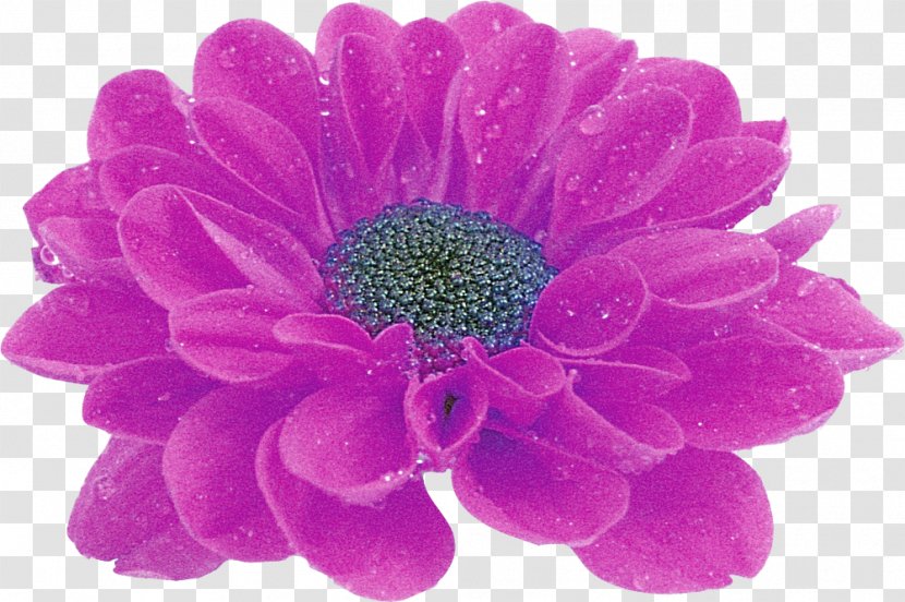Transvaal Daisy Cut Flowers Petal - Sharing - Flower Transparent PNG