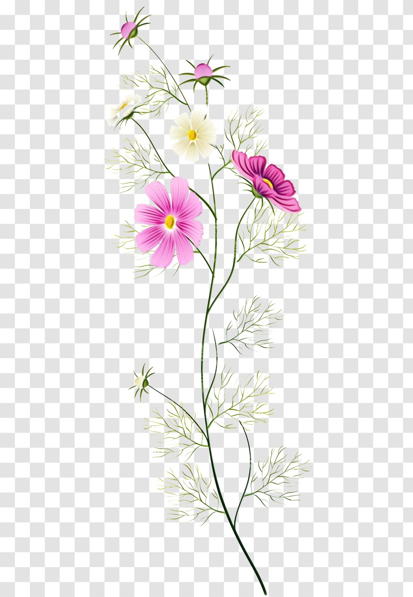 Flower Flowering Plant Pedicel Petal - Pink - Garden Cosmos Stem Transparent PNG