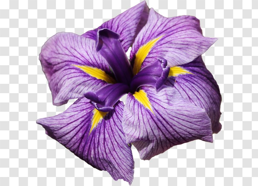 Flower Violet Common Bluebell Purple - Iris - Lilac Transparent PNG