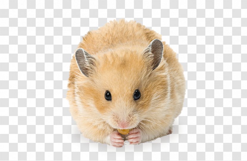 Golden Hamster Gerbil Rodent Ferret - Murids Transparent PNG