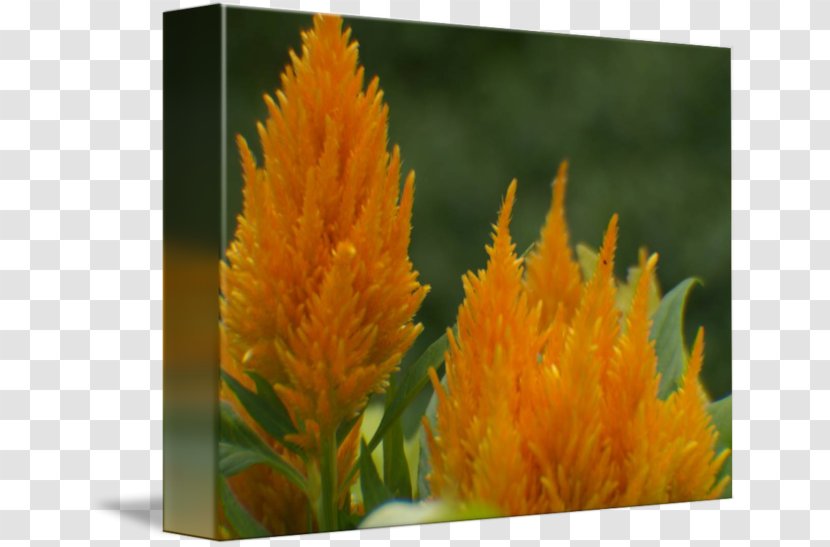 Annual Plant Herbaceous Comb - Amaranth Family - Ten Li Peach Blossom Transparent PNG