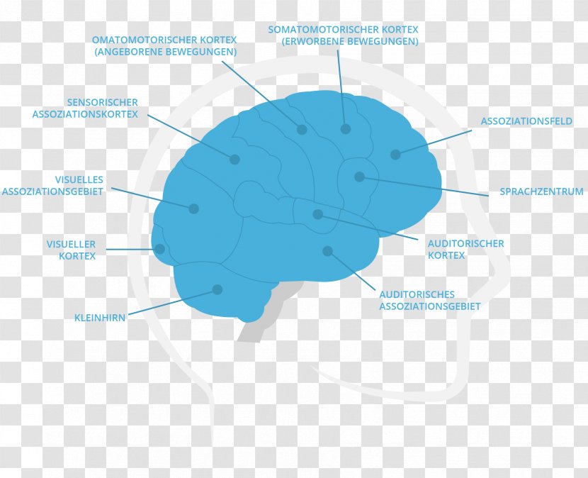 Brain Diagram Organism - Tree Transparent PNG