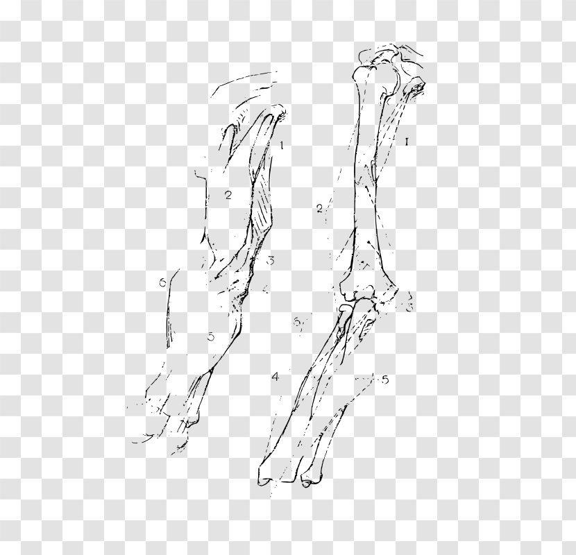 Finger Bone Arm Human Body Anatomy - Cartoon - Drawing Transparent PNG