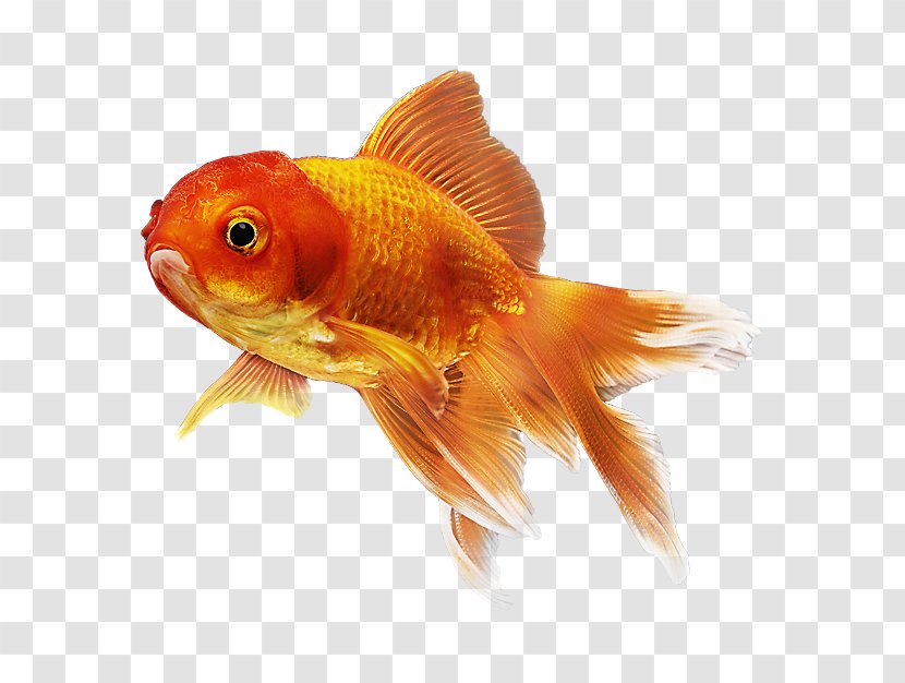 Goldfish PetSmart Hamster Feeder Fish - Organism Transparent PNG