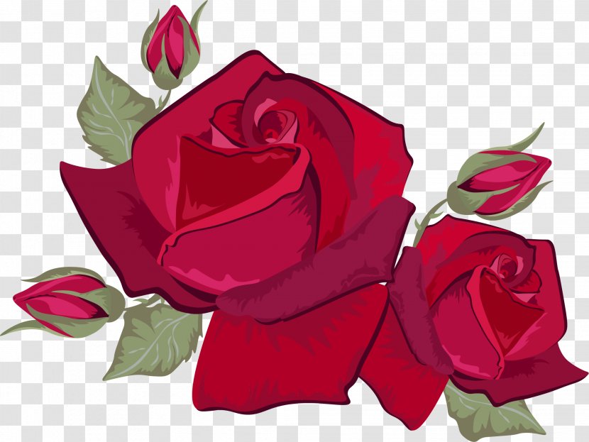 Rose Red Stock Photography Flower - Wine Roses Transparent PNG