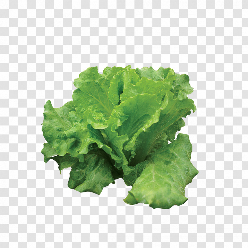 Leaf Leaf Vegetable Lettuce Vegetable Plant Transparent PNG