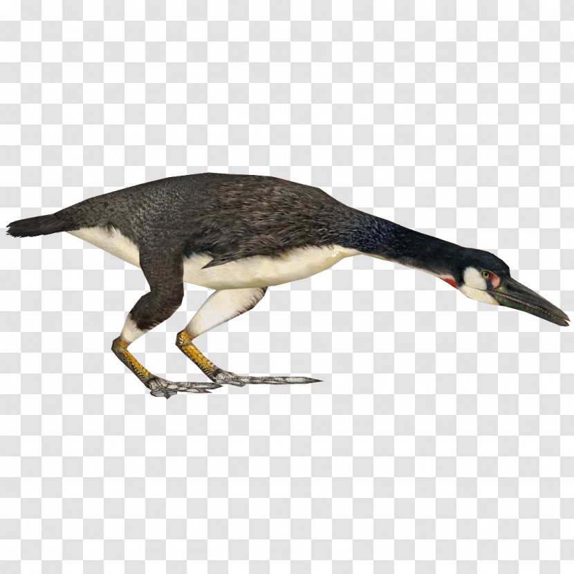 Bird Hesperornis Archaeopteryx Beak Cygnini Transparent PNG