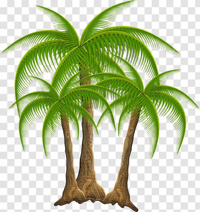 Plant Coconut Tropics Arecaceae Tree - Green Transparent PNG