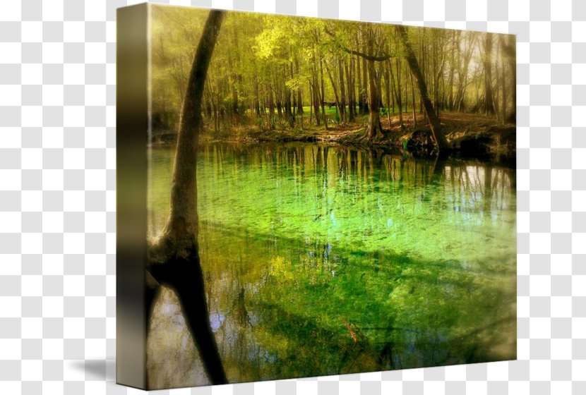 Bayou Swamp Water Resources Gallery Wrap Ecosystem - Tree Transparent PNG