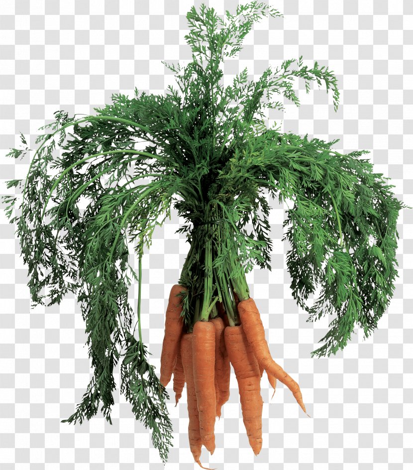 Carrot - Vegetable - Image Transparent PNG