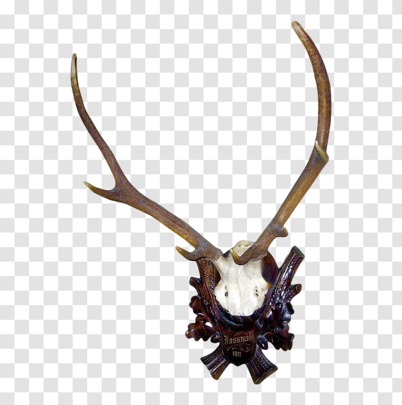 Deer Antler Horn Trophy Hunting - Art Transparent PNG