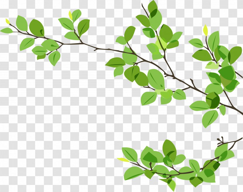 Branch Leaf Twig - Plant - Eucalyptus Transparent PNG