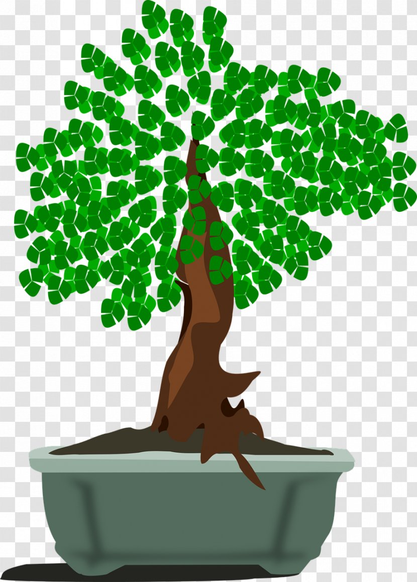 Creating Bonsai Clip Art Tree Illustration - Ficus Retusa Transparent PNG
