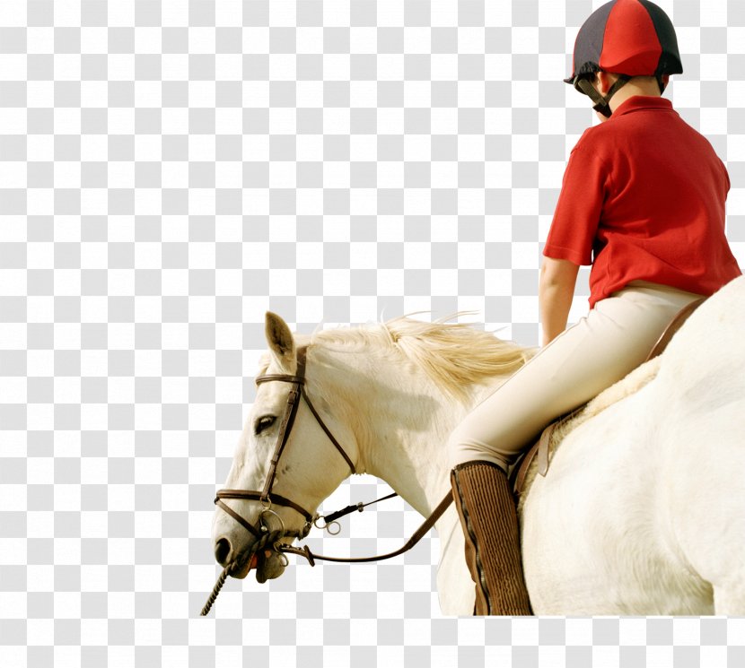 Horse Real Property Stallion Estate Business - Mustang - Knight Beautiful Transparent PNG
