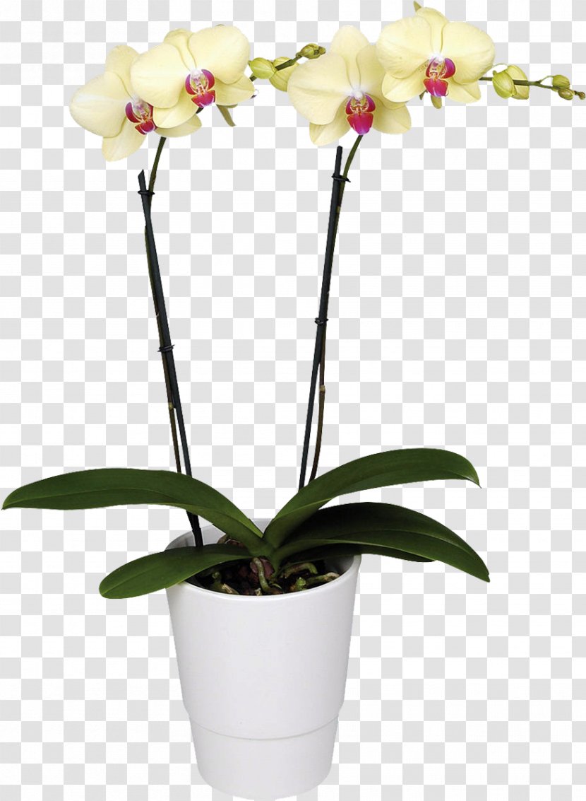 Moth Orchids Flower Houseplant - Flowerpot Transparent PNG