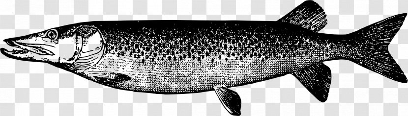 Muskellunge Drawing Flying Fish - Marine Biology Transparent PNG