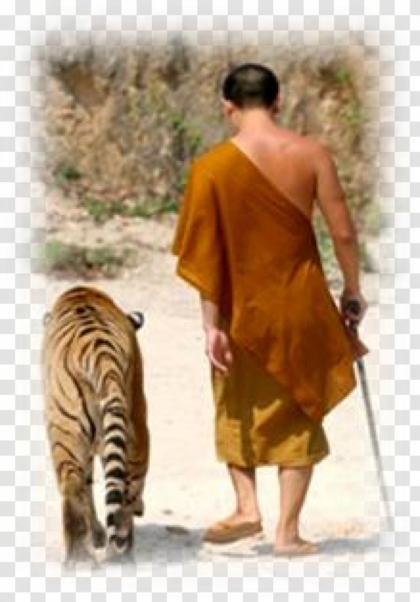 Tiger Temple Buddhism Monk Monastery - Meditation Transparent PNG
