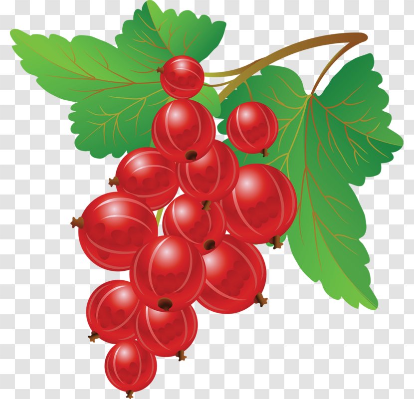 Redcurrant Blueberry Fruit Clip Art - Drawing Transparent PNG