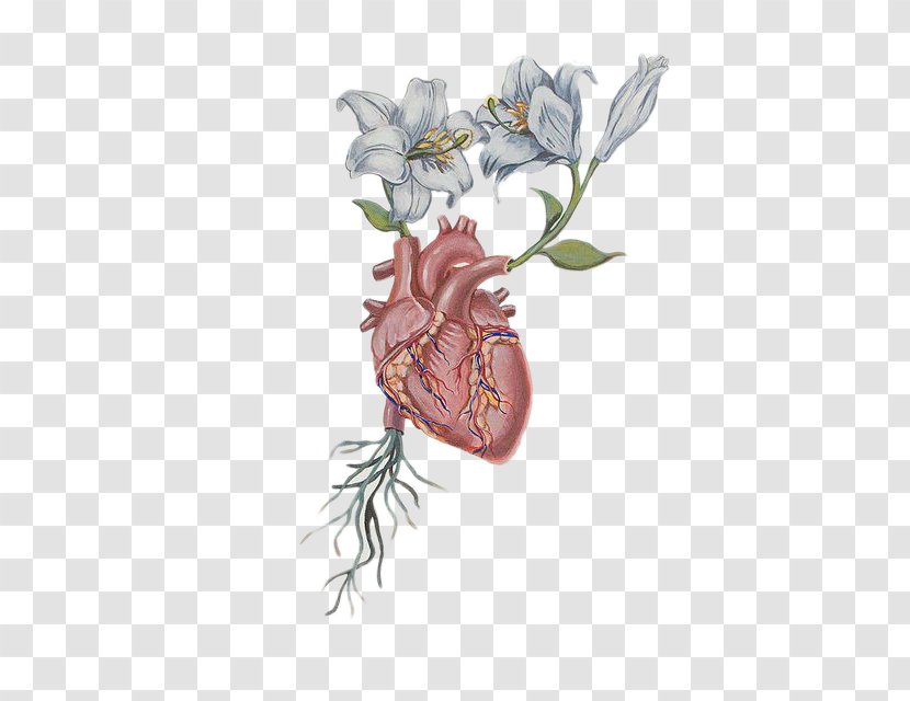 Heart Flower Drawing Anatomy - Flora Transparent PNG
