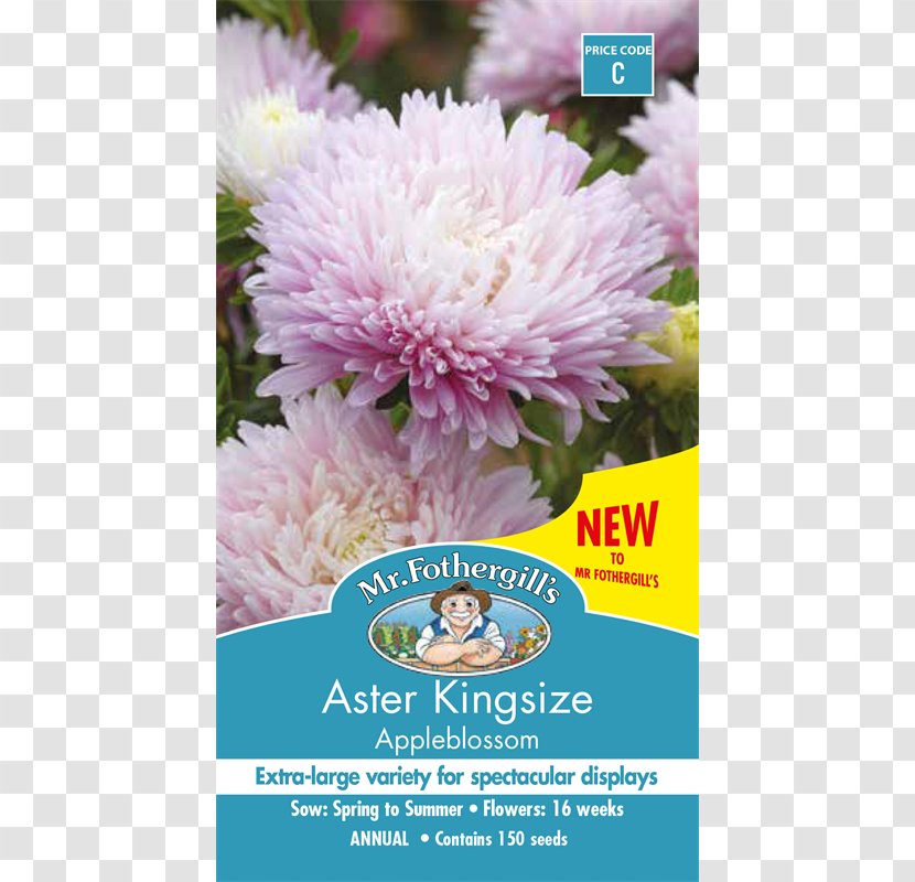Callistephus Chinensis Seed Cut Flowers Flowering Plant - Aster Flower Transparent PNG