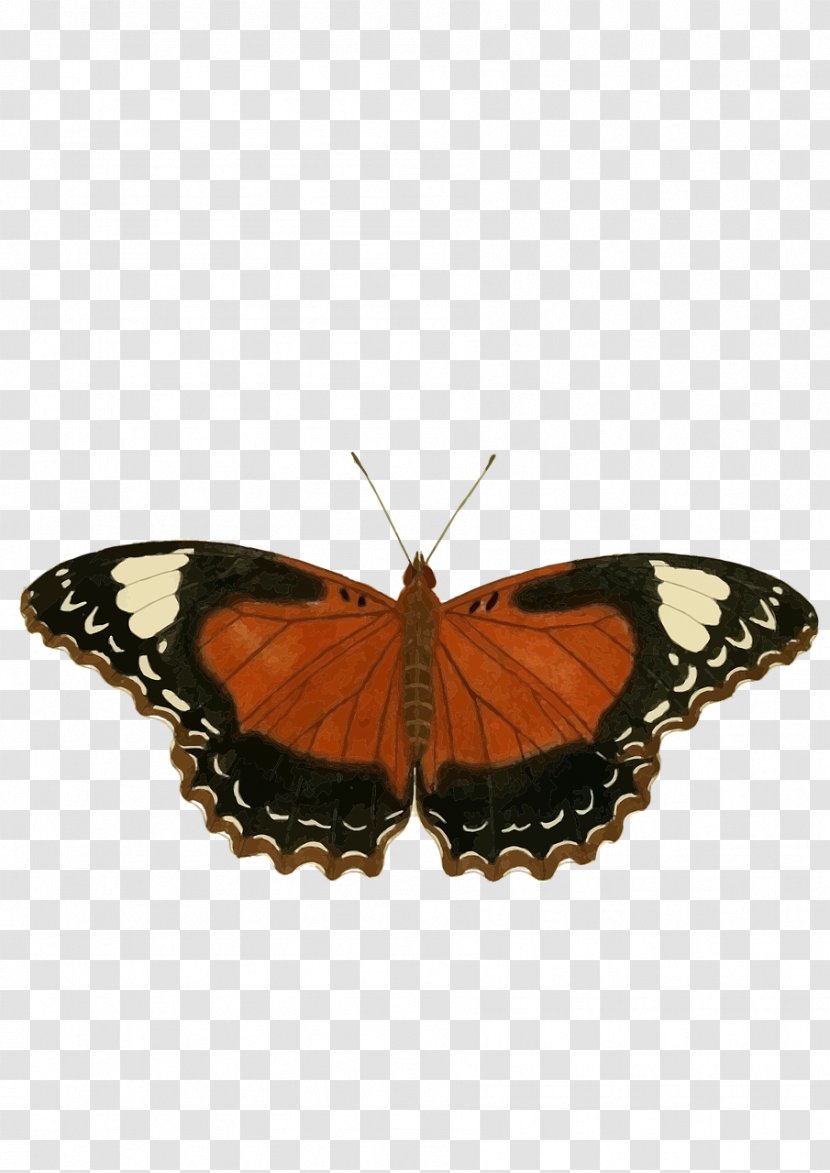 Monarch Butterfly Insect Clip Art - Arthropod Transparent PNG