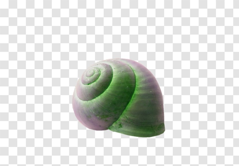 Emerald Green Snail Seashell Spiral - Luminous Shell Transparent PNG
