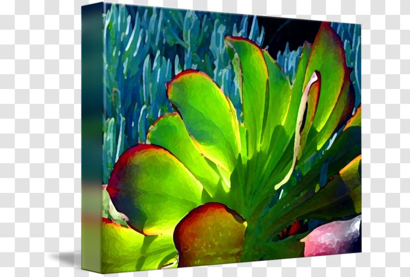 Current Gallery Painting Fine Art Succulent Plant - Organism - Border Transparent PNG