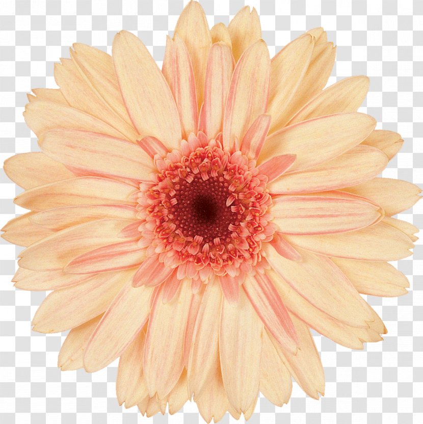 Daisy Family Transvaal Cut Flowers - Gerbera Transparent PNG